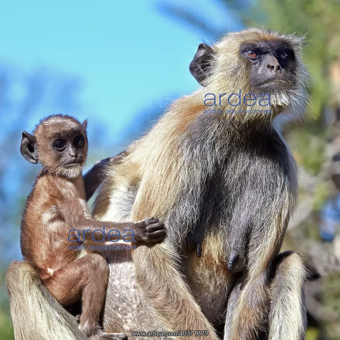 : 80190420 Hanuman Langur - mother and baby Ranthambore : 80190420 Hanuman Langur - mother and baby Ranthambore