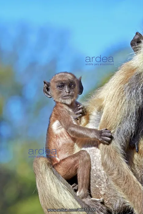 : 80190421 Hanuman Langur - mother and baby Ranthambore : 80190421 Hanuman Langur - mother and baby Ranthambore