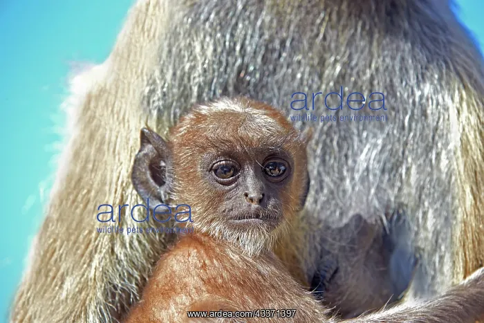 : 80190422 Hanuman Langur - mother and baby Ranthambore : 80190422 Hanuman Langur - mother and baby Ranthambore