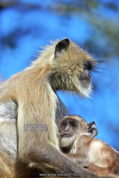 : 80190423 Hanuman Langur - mother and baby Ranthambore : 80190423 Hanuman Langur - mother and baby Ranthambore