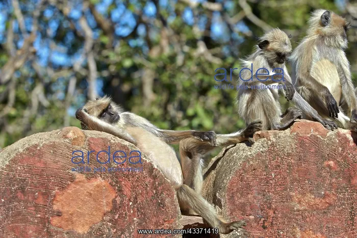 : 80190424 Hanuman Langur - sunbathing Ranthambore : 80190424 Hanuman Langur - sunbathing Ranthambore