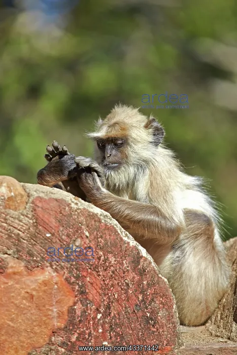 : 80190426 Hanuman Langur Ranthambore National Park : 80190426 Hanuman Langur Ranthambore National Park