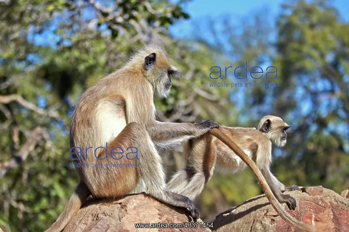 : 80190427 Hanuman Langur - mother and baby grooming : 80190427 Hanuman Langur - mother and baby grooming