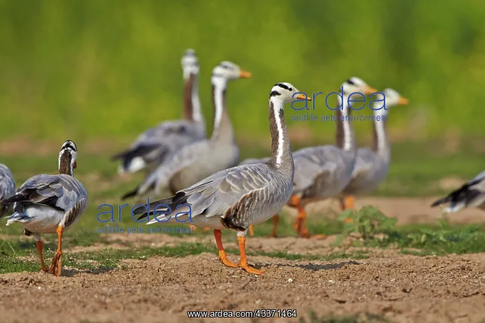 : 80190428 Bar-headed Goose - group Uttar Pradesh : 80190428 Bar-headed Goose - group Uttar Pradesh