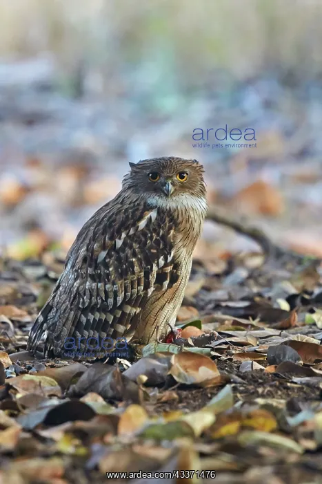 : 80190429 Brown Fish Owl Ranthambore National Park : 80190429 Brown Fish Owl Ranthambore National Park