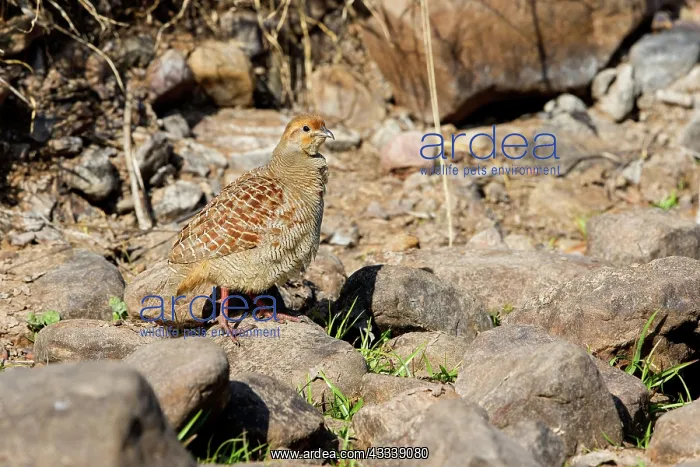 : 80190431 Grey Partridge Ranthambore National Park : 80190431 Grey Partridge Ranthambore National Park