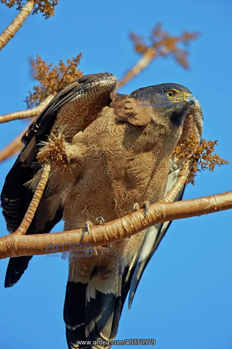  : 80190433 Crested Serpent Eagle - immature Ranthambore