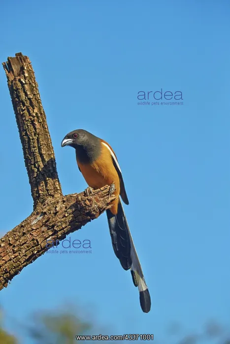 : 80190435 Rufous Treepie Ranthambore National Park : 80190435 Rufous Treepie Ranthambore National Park