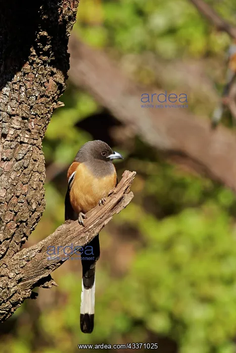 : 80190436 Rufous Treepie Ranthambore National Park : 80190436 Rufous Treepie Ranthambore National Park