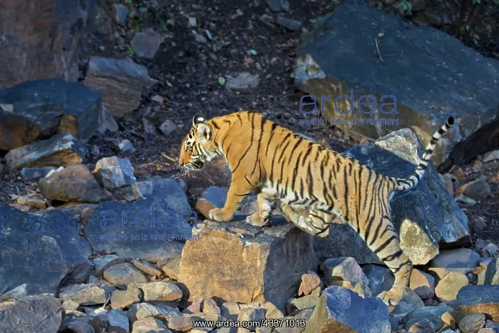 : 80190439 Bengal Tiger Ranthambore National Park : 80190439 Bengal Tiger Ranthambore National Park