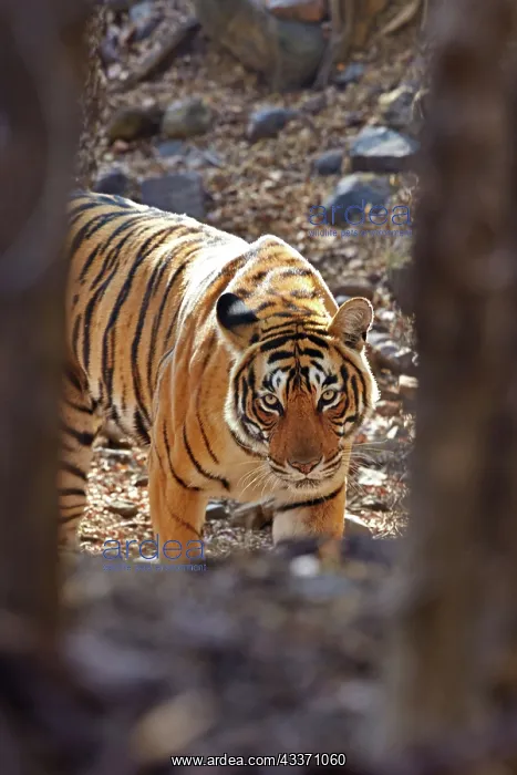 : 80190440 Bengal Tiger - adult female Ranthambore : 80190440 Bengal Tiger - adult female Ranthambore