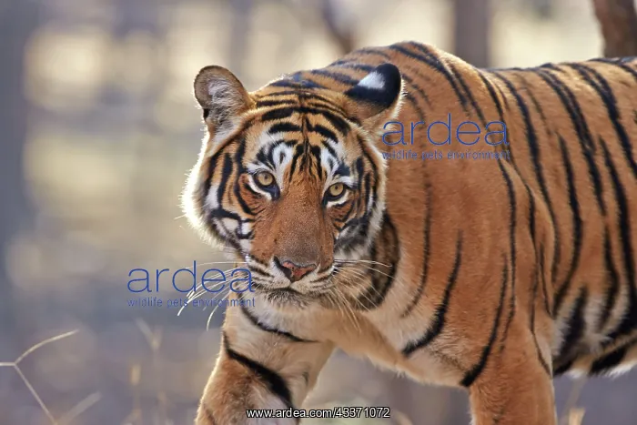 : 80190441 Bengal Tiger - adult female Ranthambore : 80190441 Bengal Tiger - adult female Ranthambore