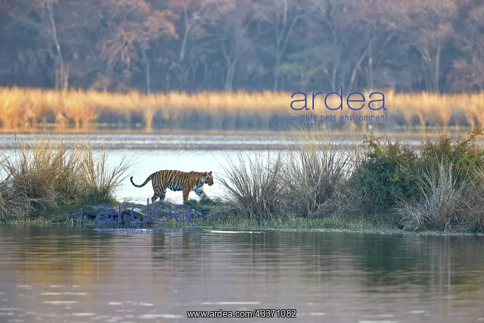 : 80190442 Bengal Tiger Ranthambore National Park : 80190442 Bengal Tiger Ranthambore National Park