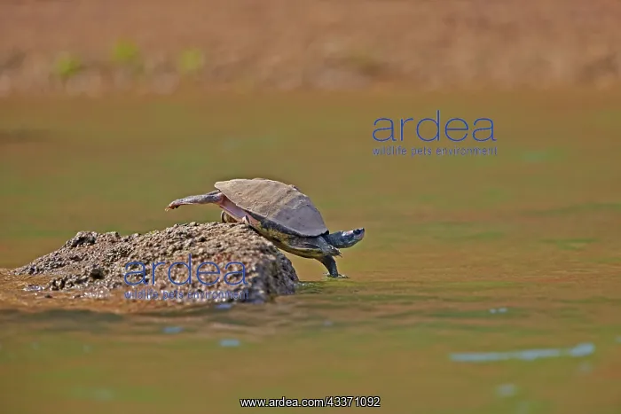 : 80190443 Deccan Sawback / Indian Tent Terrapin / : 80190443 Deccan Sawback / Indian Tent Terrapin /