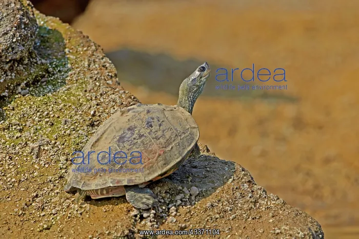: 80190444 Deccan Sawback / Indian Tent Terrapin / : 80190444 Deccan Sawback / Indian Tent Terrapin /