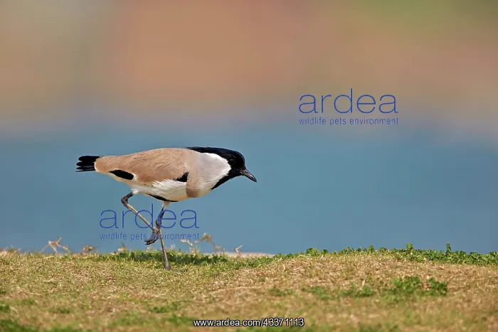 : 80190445 River Lapwing Uttar Pradesh, Chambal River : 80190445 River Lapwing Uttar Pradesh, Chambal River