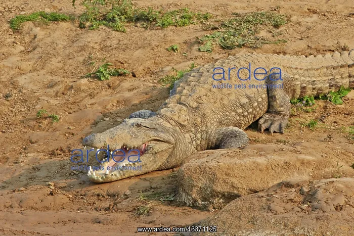 : 80190446 Mugger Crocodile / Indian Marsh Crocodile : 80190446 Mugger Crocodile / Indian Marsh Crocodile