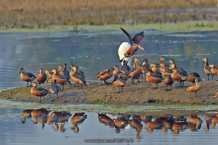 : 80190447 Lesser Whistling Duck - flock Keoladeo : 80190447 Lesser Whistling Duck - flock Keoladeo