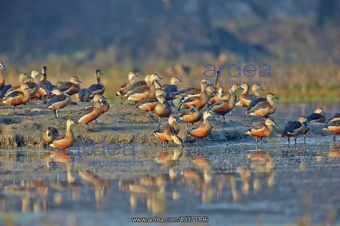  : 80190448 Lesser Whistling Duck - flock Keoladeo