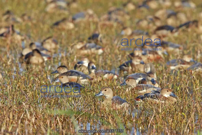 : 80190449 Lesser Whistling Duck - flock Keoladeo : 80190449 Lesser Whistling Duck - flock Keoladeo
