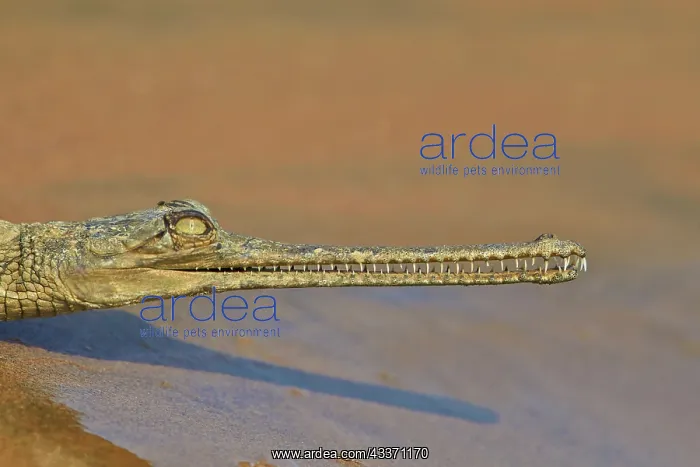 : 80190450 Gharial Uttar Pradesh, Chambal River : 80190450 Gharial Uttar Pradesh, Chambal River