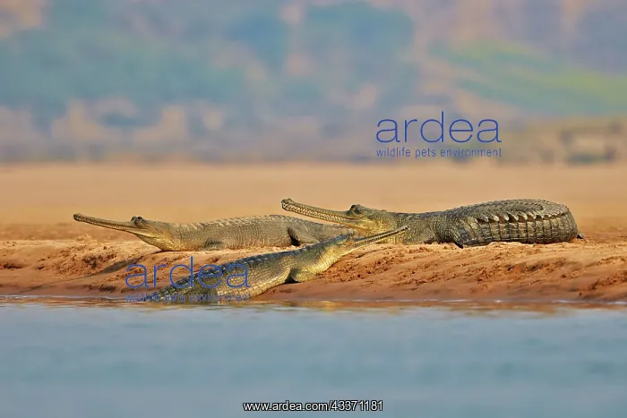 : 80190451 Gharial Uttar Pradesh, Chambal River : 80190451 Gharial Uttar Pradesh, Chambal River