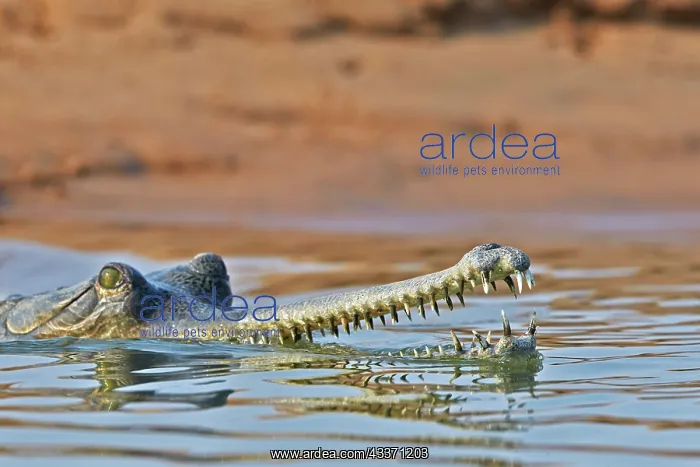 : 80190452 Gharial Uttar Pradesh, Chambal River : 80190452 Gharial Uttar Pradesh, Chambal River