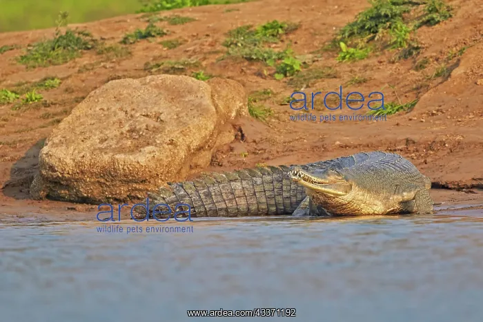 : 80190453 Gharial Uttar Pradesh, Chambal River : 80190453 Gharial Uttar Pradesh, Chambal River