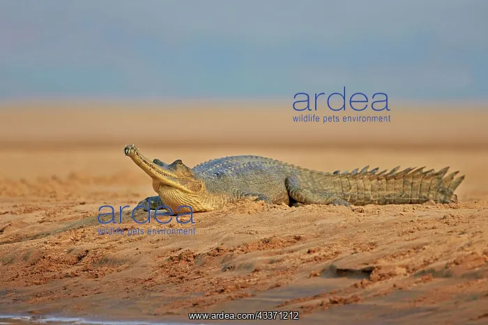 : 80190454 Gharial Uttar Pradesh, Chambal River : 80190454 Gharial Uttar Pradesh, Chambal River