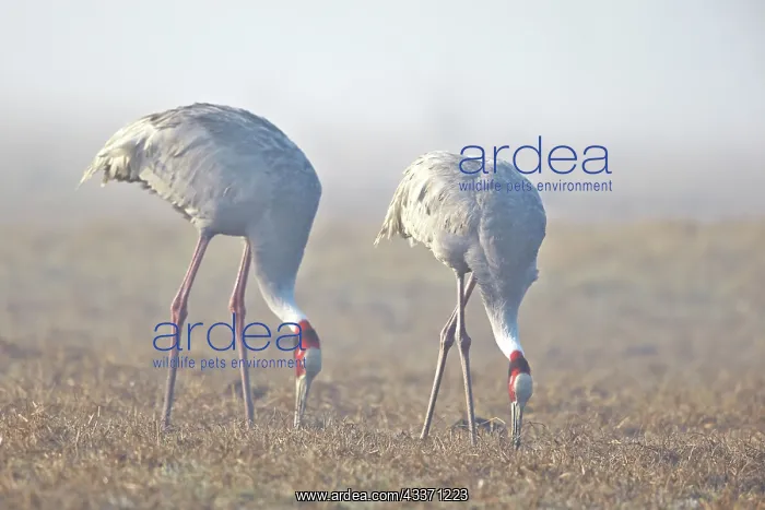 : 80190455 Sarus Crane Keoladeo National Park, Bharatpur : 80190455 Sarus Crane Keoladeo National Park, Bharatpur
