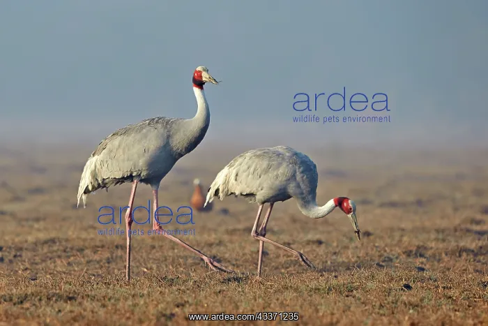 : 80190456 Sarus Crane Keoladeo National Park, Bharatpur : 80190456 Sarus Crane Keoladeo National Park, Bharatpur