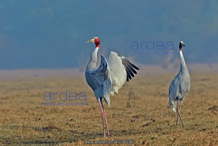 : 80190457 Sarus Crane Keoladeo National Park, Bharatpur : 80190457 Sarus Crane Keoladeo National Park, Bharatpur