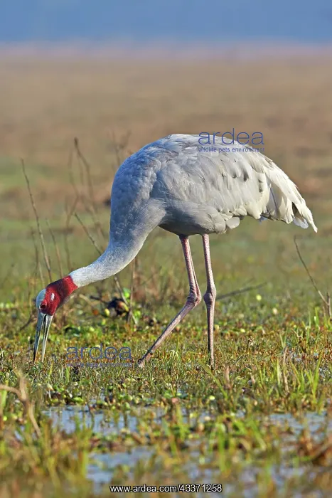 : 80190458 Sarus Crane Keoladeo National Park, Bharatpur : 80190458 Sarus Crane Keoladeo National Park, Bharatpur