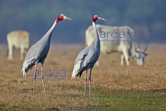  : 80190459 Sarus Crane Keoladeo National Park, Bharatpur