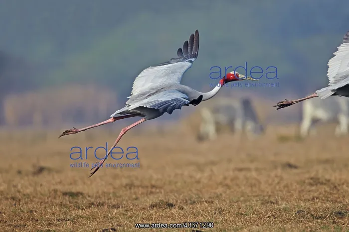 : 80190460 Sarus Crane Keoladeo National Park, Bharatpur : 80190460 Sarus Crane Keoladeo National Park, Bharatpur