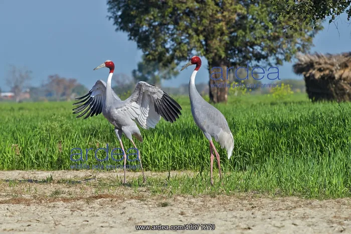 : 80190461 Sarus Crane - displaying Bharatpur, Rajasthan : 80190461 Sarus Crane - displaying Bharatpur, Rajasthan