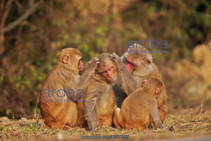 : 80190462 Rhesus Macaque - grooming Keoladeo National : 80190462 Rhesus Macaque - grooming Keoladeo National