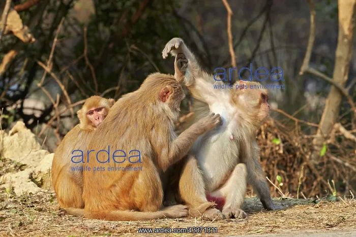 : 80190463 Rhesus Macaque - grooming Keoladeo National : 80190463 Rhesus Macaque - grooming Keoladeo National