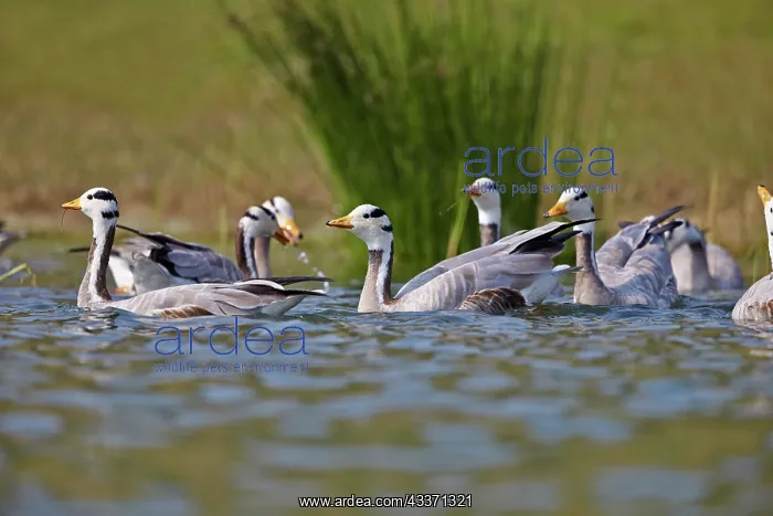 : 80190464 Bar-headed Goose Uttar Pradesh, Chambal : 80190464 Bar-headed Goose Uttar Pradesh, Chambal