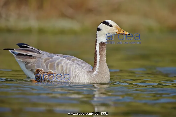 : 80190465 Bar-headed Goose Uttar Pradesh, Chambal : 80190465 Bar-headed Goose Uttar Pradesh, Chambal