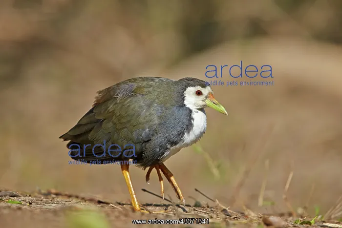 : 80190466 White-breasted Waterhen Keoladeo National : 80190466 White-breasted Waterhen Keoladeo National
