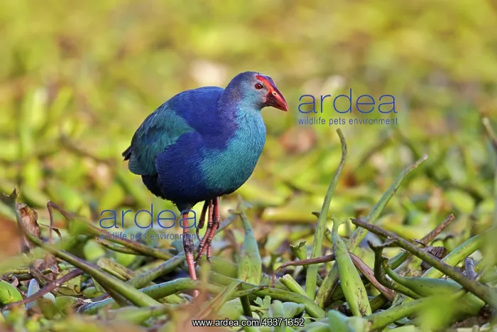 : 80190467 Purple Swamphen Bharatpur, Rajasthan, India : 80190467 Purple Swamphen Bharatpur, Rajasthan, India