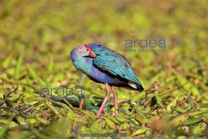 : 80190468 Purple Swamphen Bharatpur, Rajasthan, India : 80190468 Purple Swamphen Bharatpur, Rajasthan, India