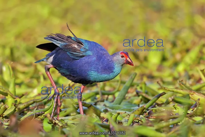 : 80190469 Purple Swamphen Bharatpur, Rajasthan, India : 80190469 Purple Swamphen Bharatpur, Rajasthan, India