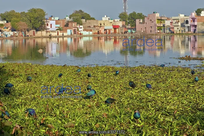 : 80190470 Purple Swamphen Bharatpur, Rajasthan, India : 80190470 Purple Swamphen Bharatpur, Rajasthan, India