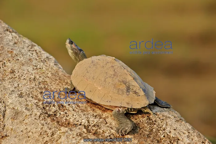 : 80190471 Deccan Sawback / Indian Tent Terrapin / : 80190471 Deccan Sawback / Indian Tent Terrapin /