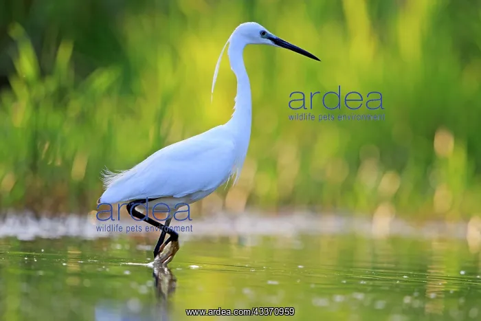 : 80190480 Little Egret - adult fishing Dombes, Ain : 80190480 Little Egret - adult fishing Dombes, Ain