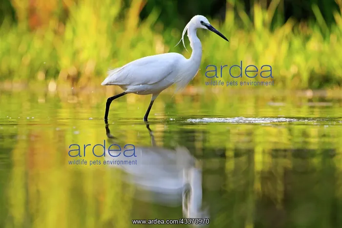 : 80190481 Little Egret - adult fishing Dombes, Ain : 80190481 Little Egret - adult fishing Dombes, Ain