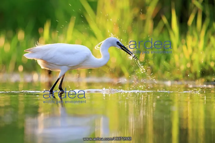 : 80190482 Little Egret - adult fishing Dombes, Ain : 80190482 Little Egret - adult fishing Dombes, Ain
