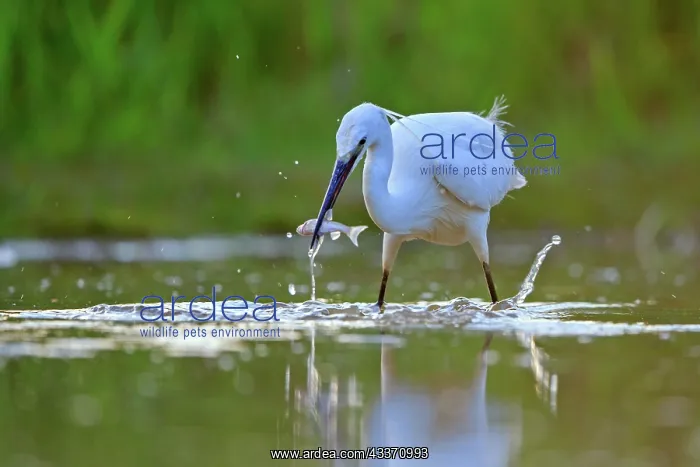  : 80190483 Little Egret - adult fishing Dombes, Ain